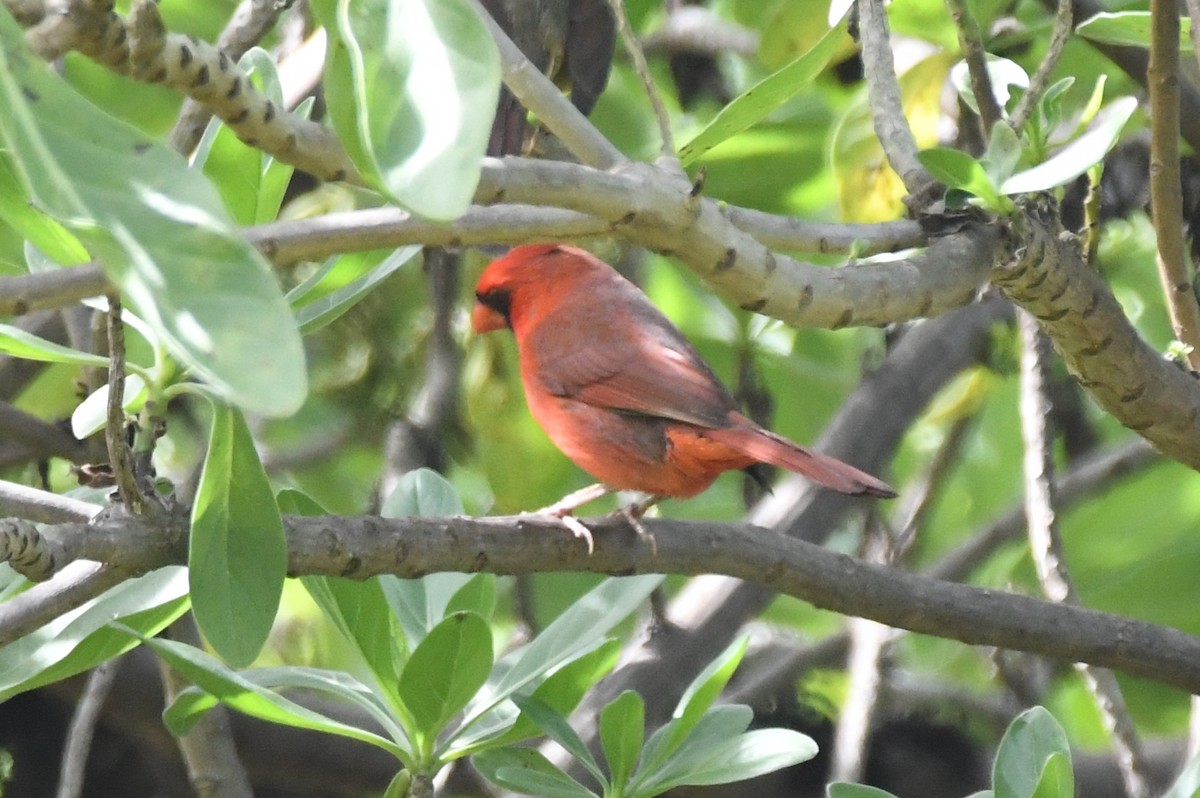 Cardinal rouge - ML47854781
