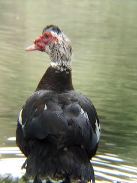 Muscovy Duck (Domestic type) - ML478548981