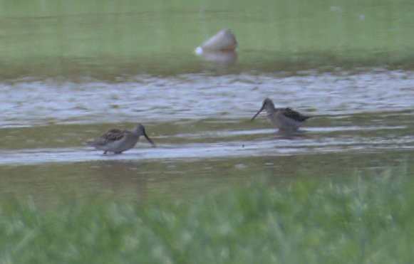 Short-billed Dowitcher - ML478548991