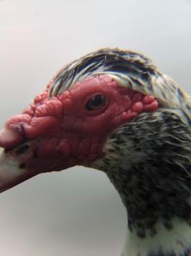 Muscovy Duck (Domestic type) - ML478549601