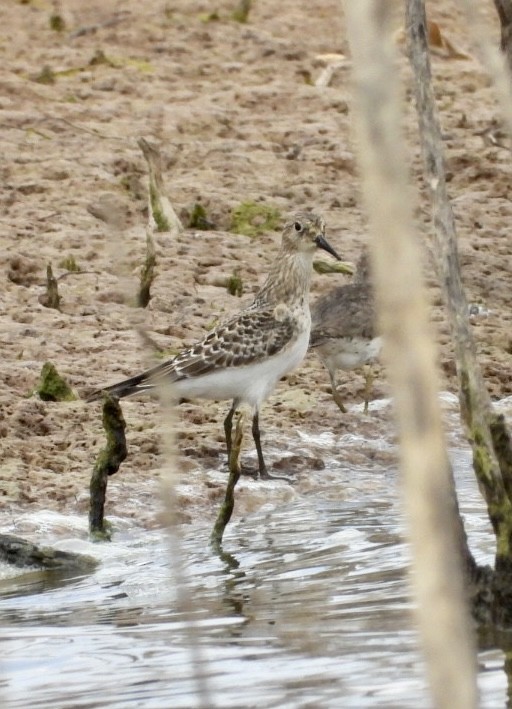 Baird's Sandpiper - ML478549681