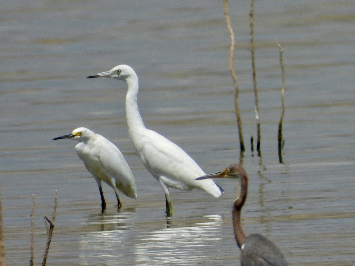 Little Blue Heron - ML478549831