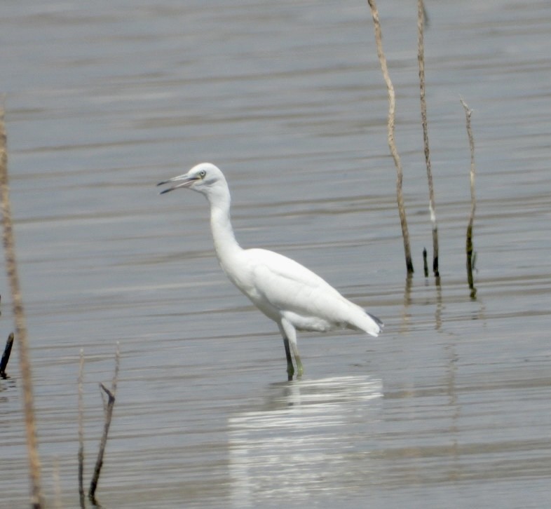 Little Blue Heron - Christopher Daniels