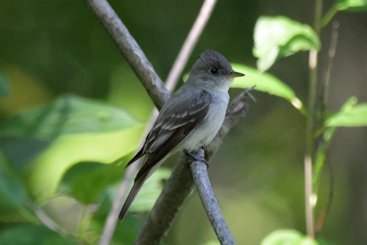 Eastern Wood-Pewee - ML478549971