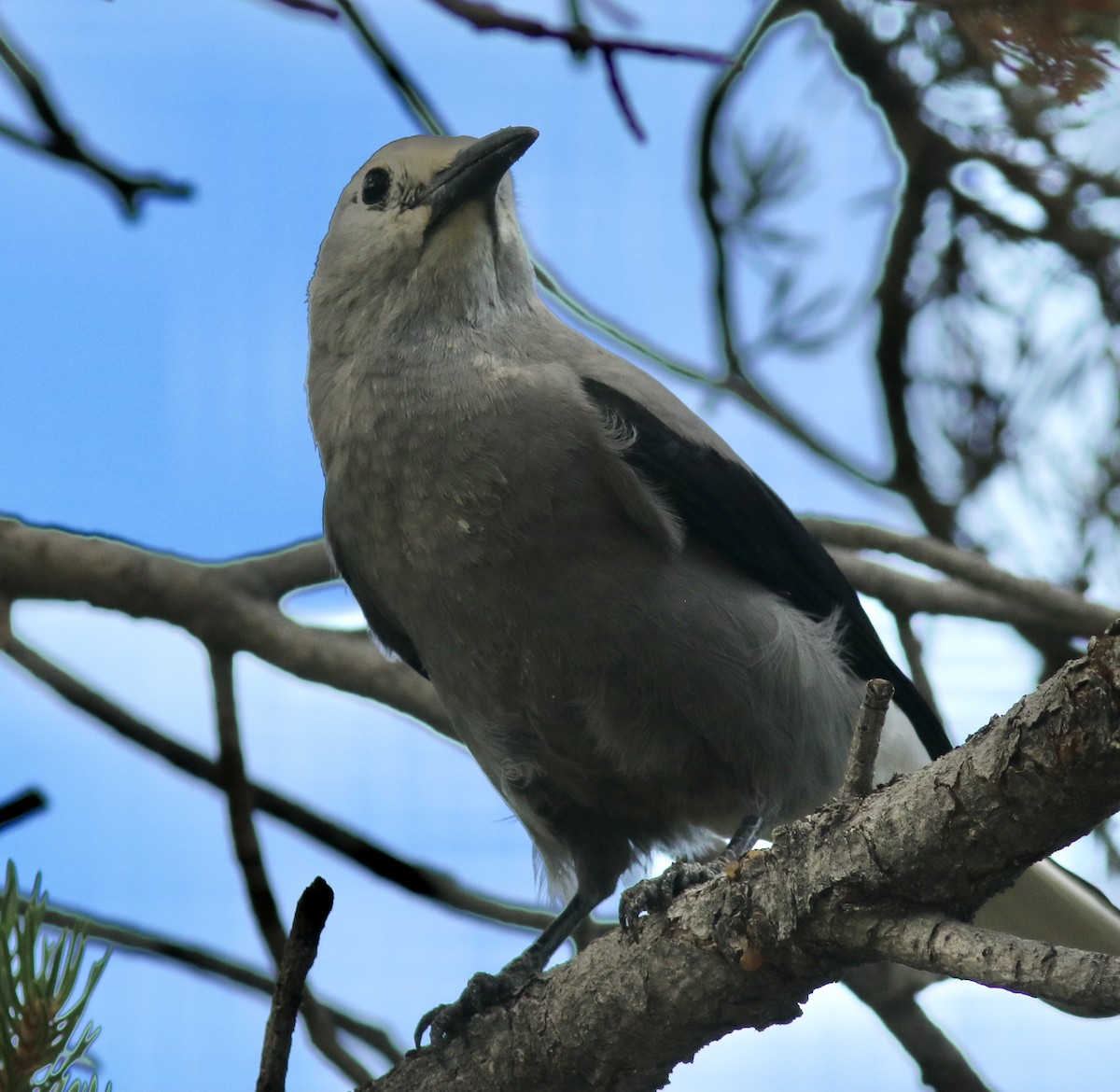 Clark's Nutcracker - ML478552491