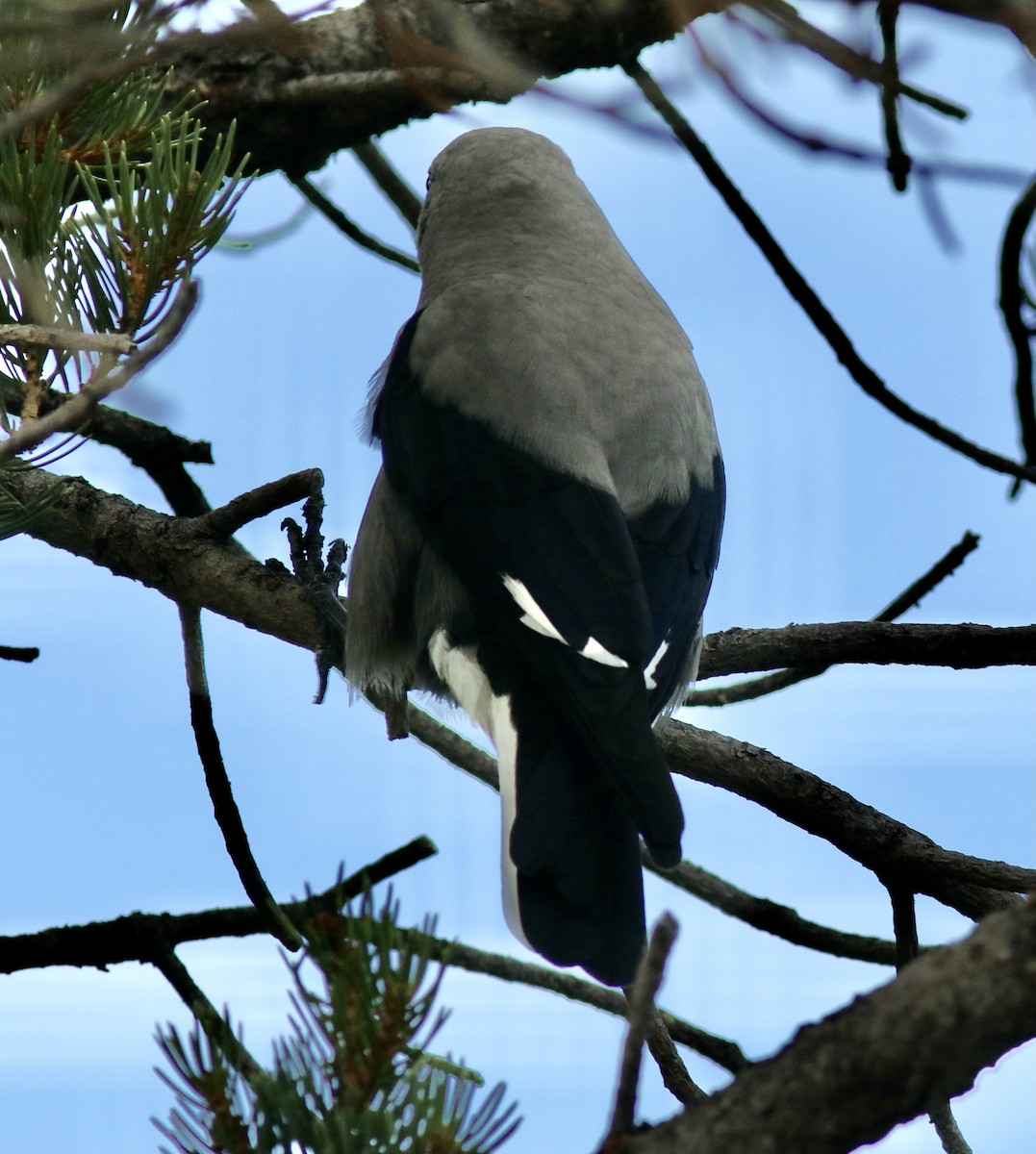 Clark's Nutcracker - ML478552541