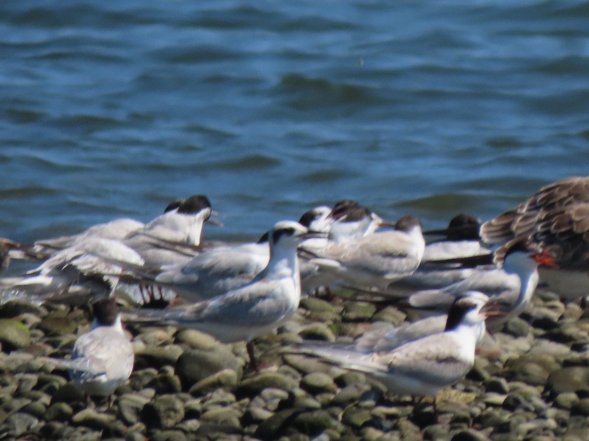 Forster's Tern - Imani Rodriguez