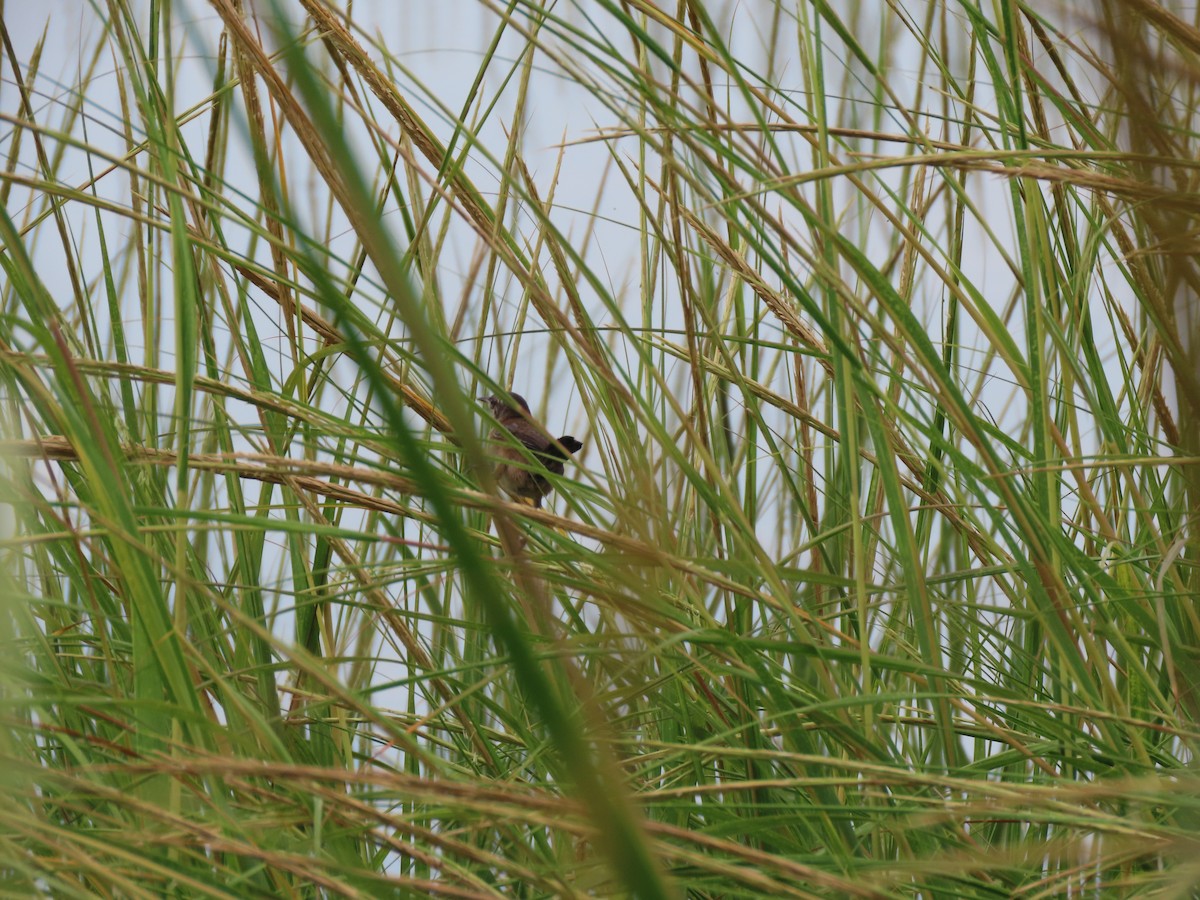 Marsh Wren - Imani Rodriguez