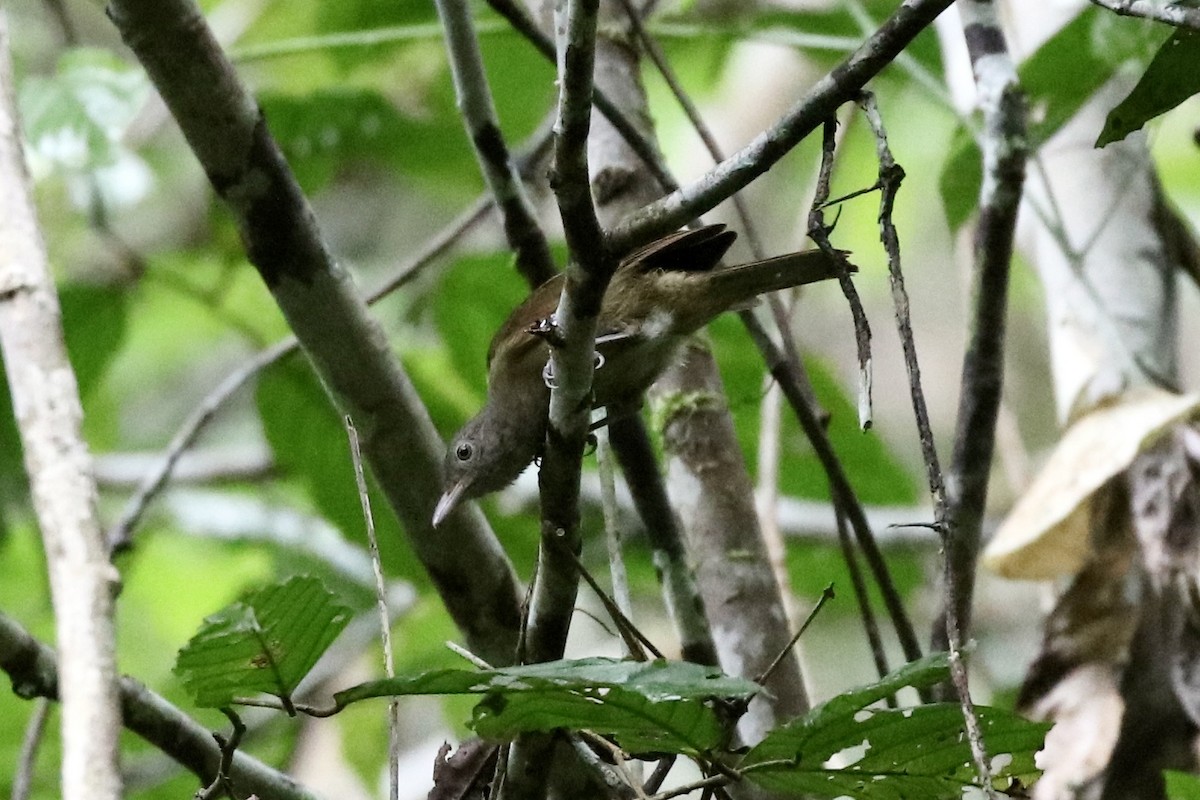 Waigeo Shrikethrush - ML478553591