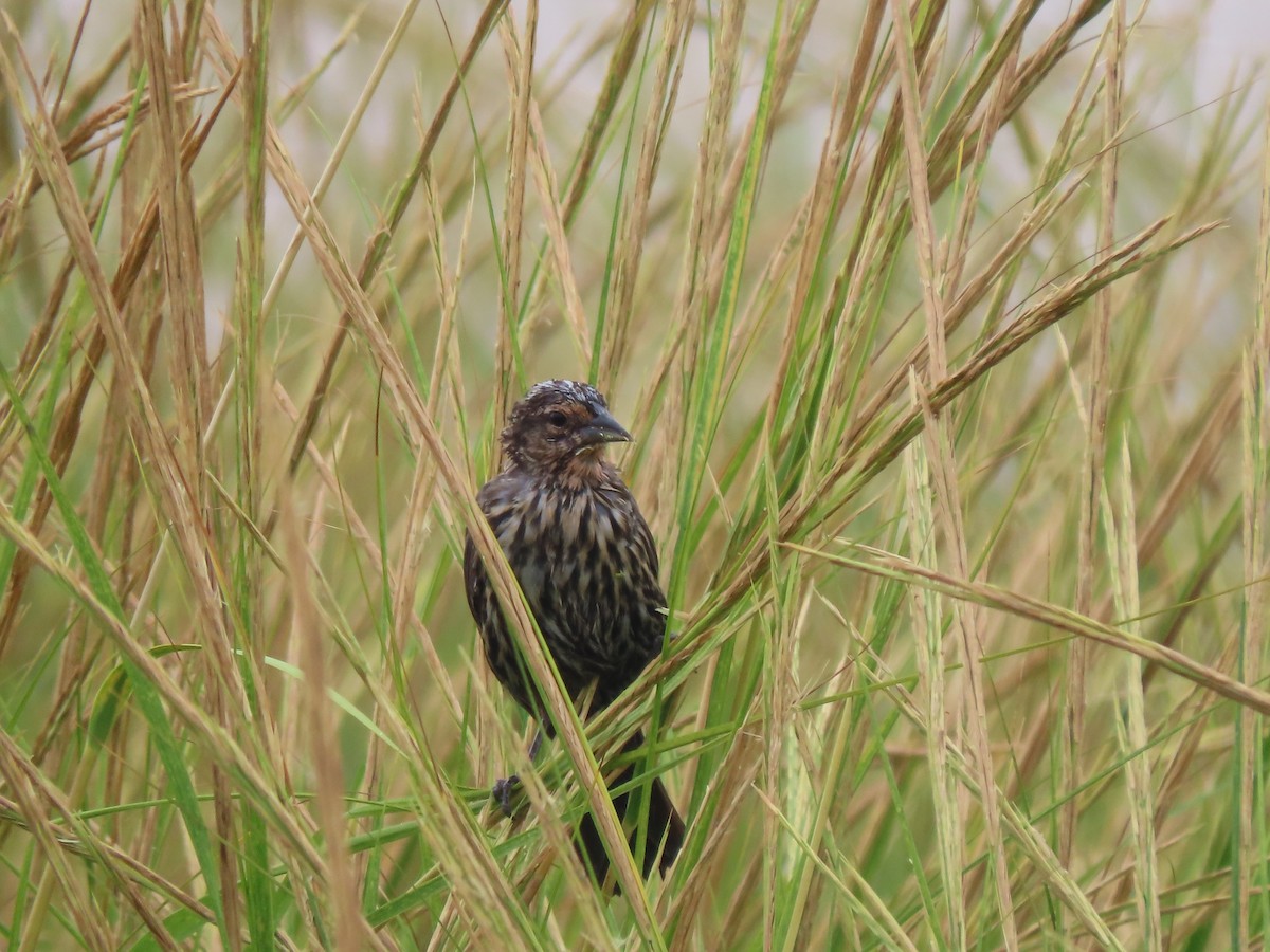 Red-winged Blackbird - ML478553611