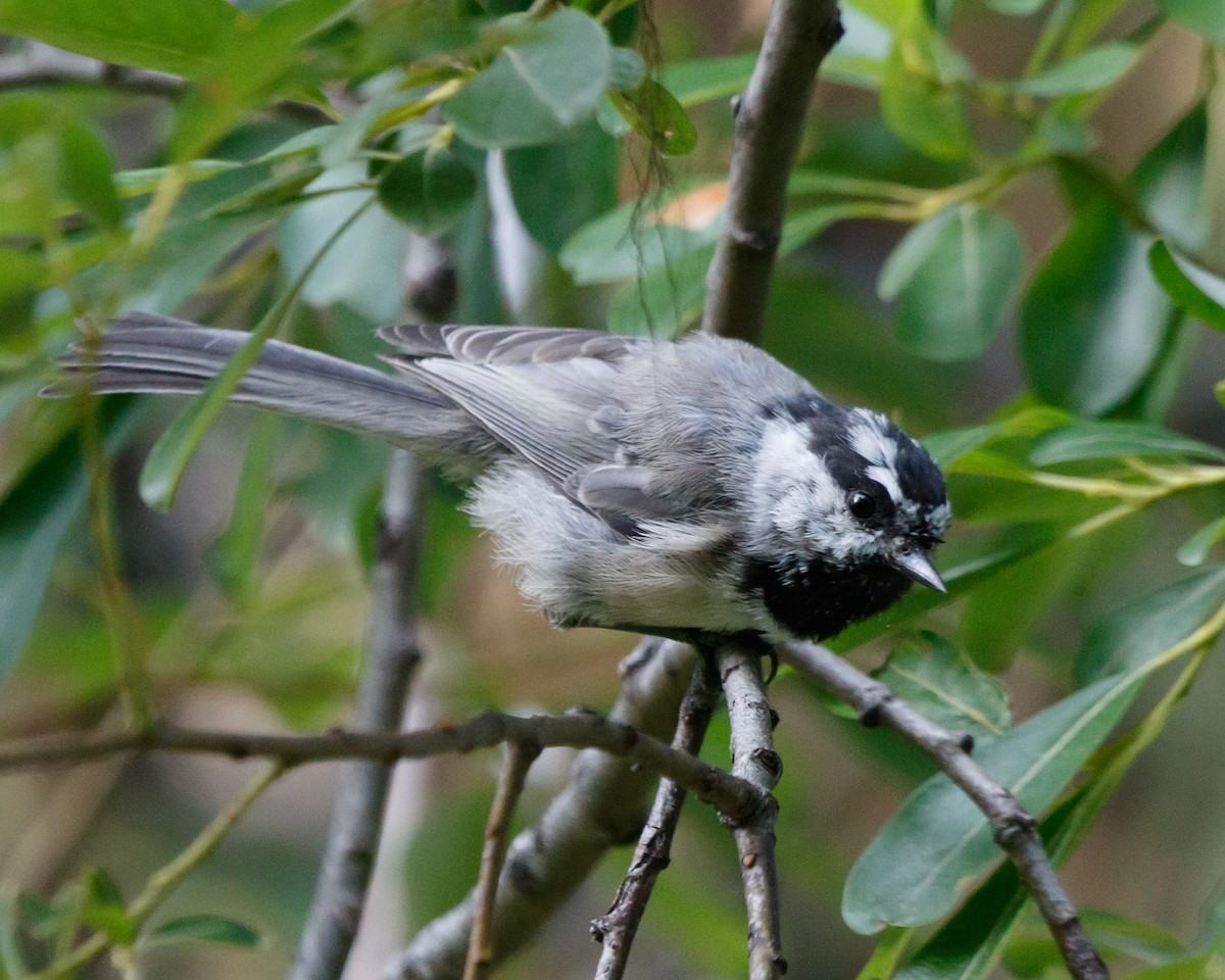 Mountain Chickadee - ML478554111