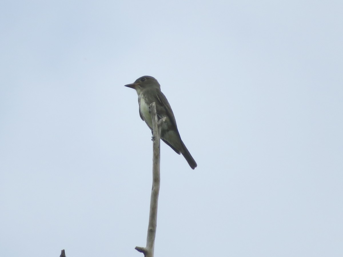 Olive-sided Flycatcher - ML478554661