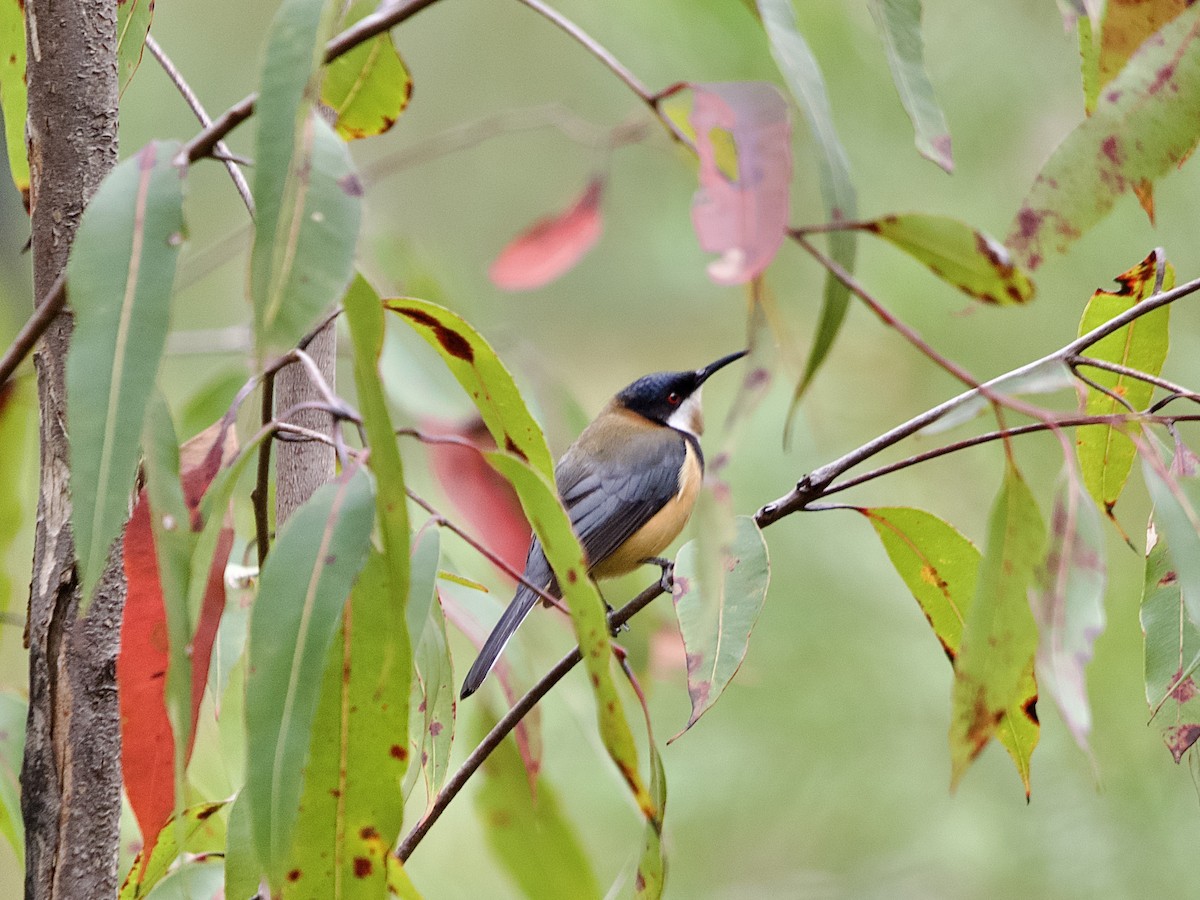 Eastern Spinebill - ML478555631