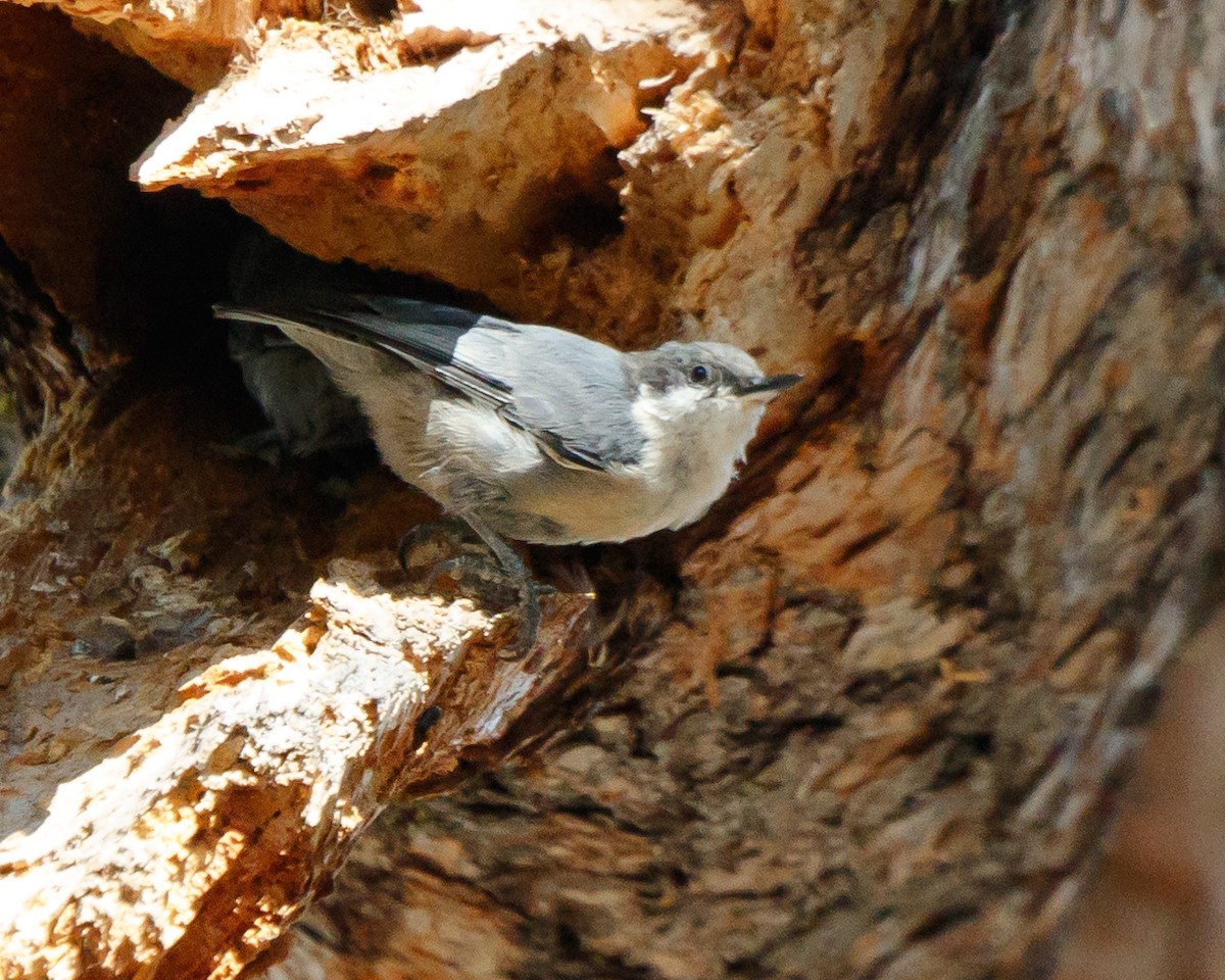 Pygmy Nuthatch - ML478555641