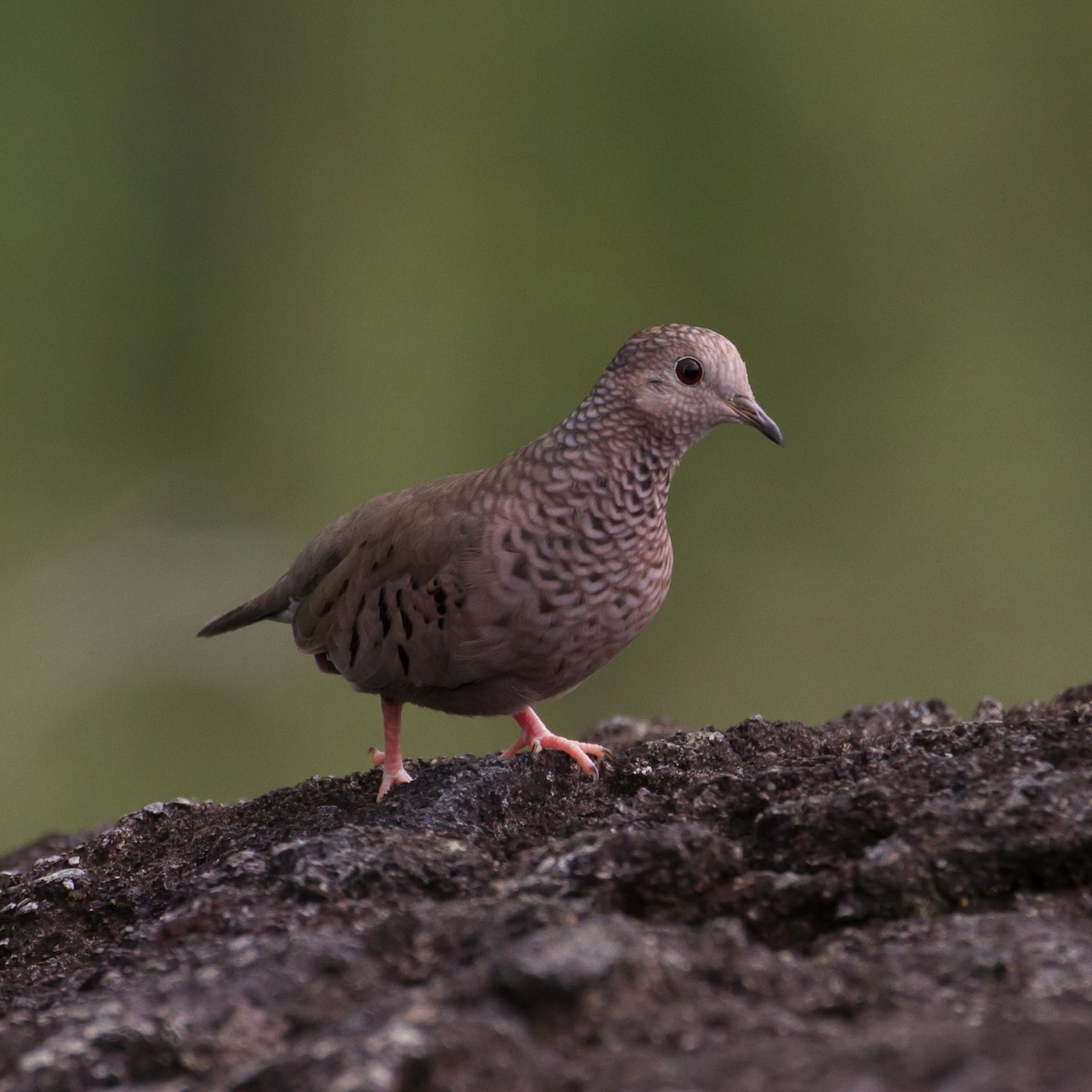 Common Ground Dove - Cullen Hanks