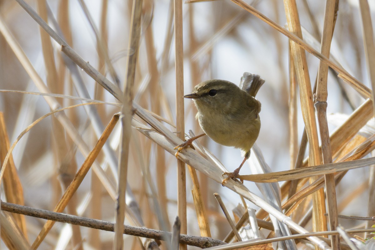 Dusky Warbler - ML47855751