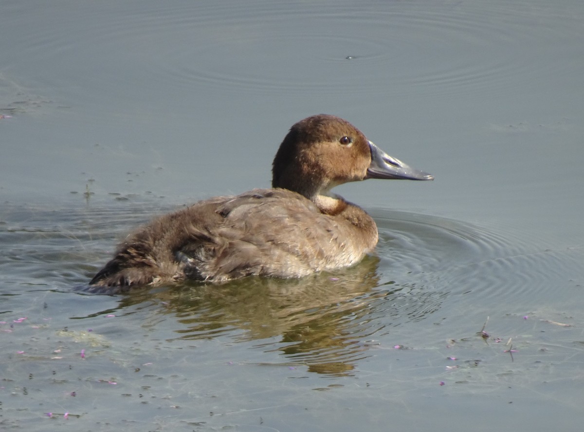 Canvasback - ML478559101