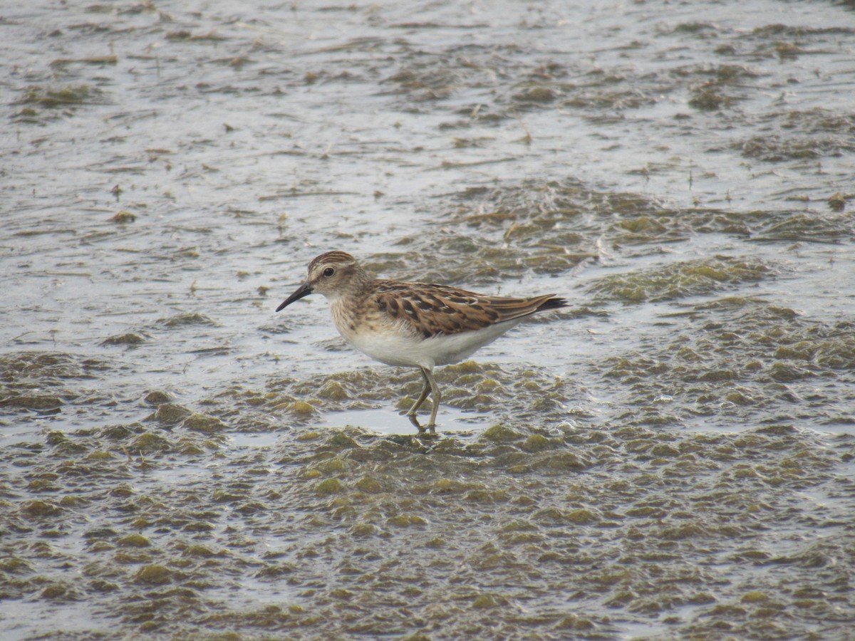 Least Sandpiper - ML478560961