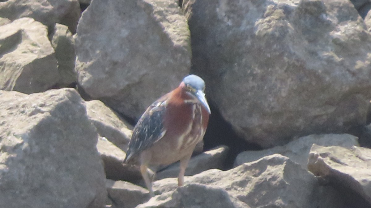 Green Heron - ML478561581