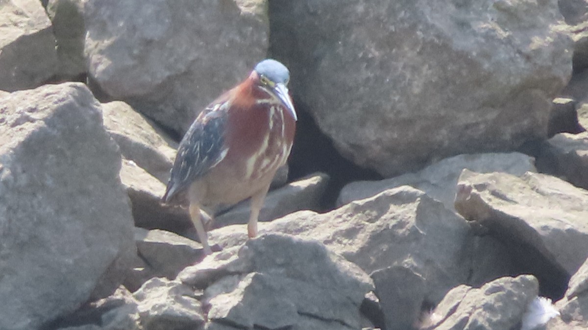 Green Heron - ML478561651