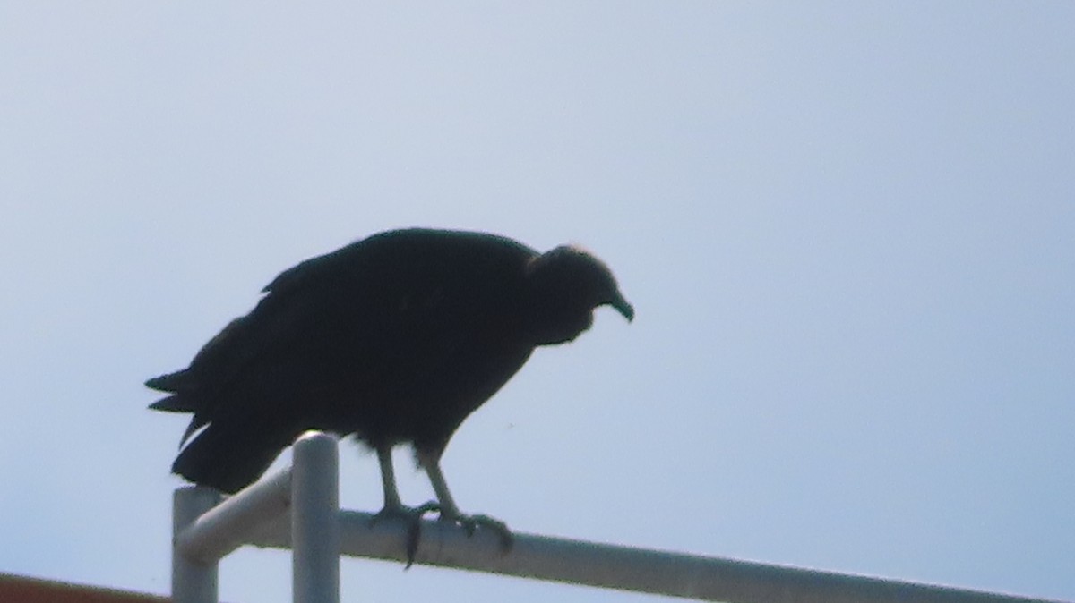 Black Vulture - ML478561761