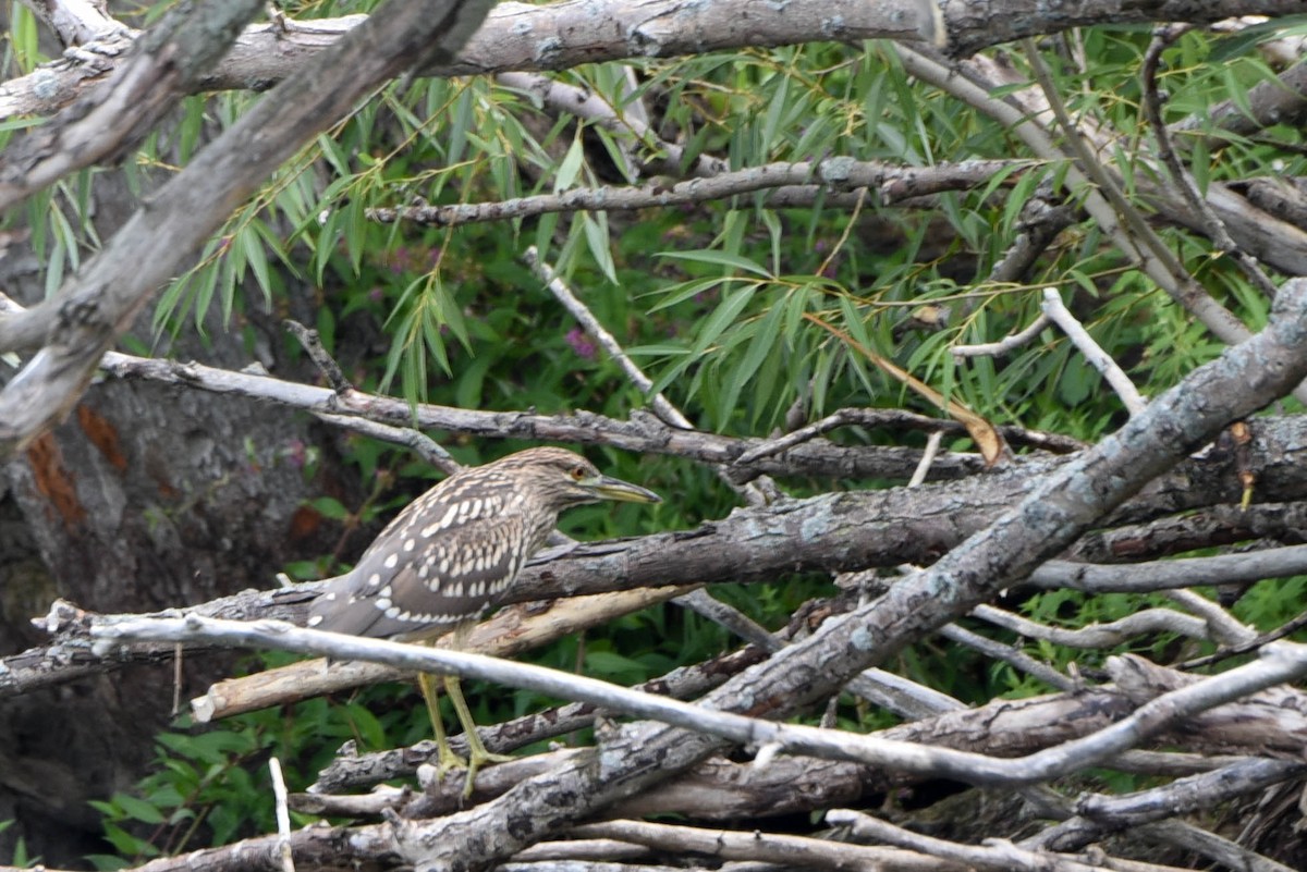 Black-crowned Night Heron - ML478561801