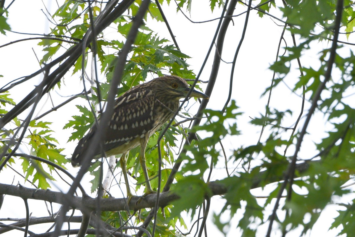 Black-crowned Night Heron - ML478561811