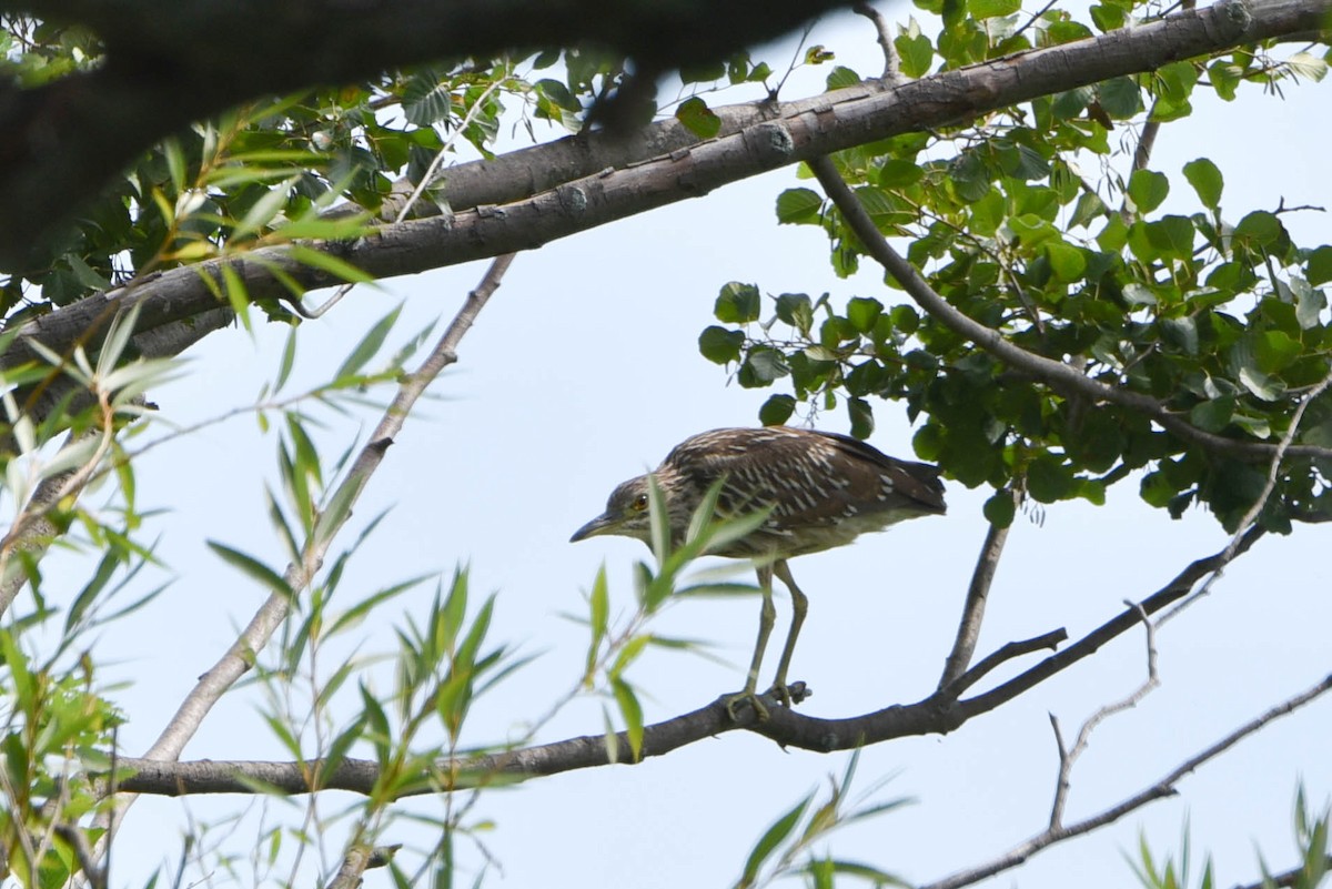 Black-crowned Night Heron - ML478561821