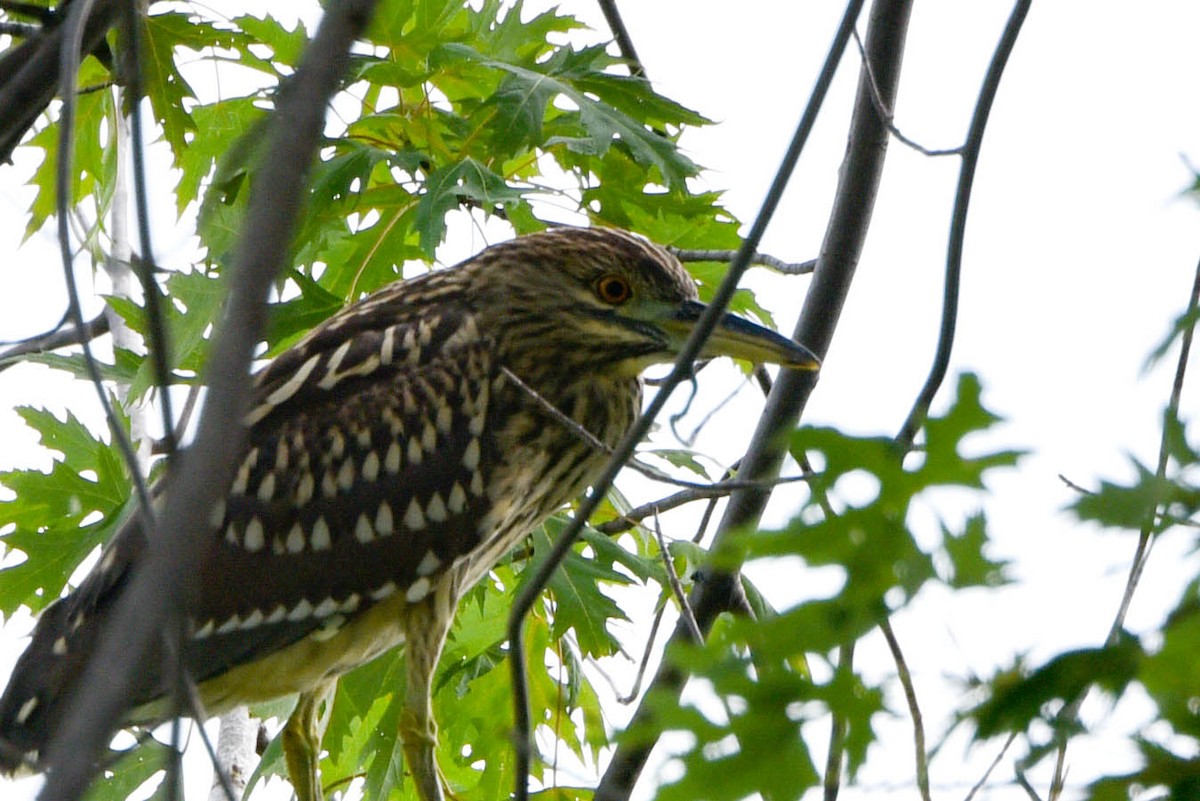 Black-crowned Night Heron - ML478561831