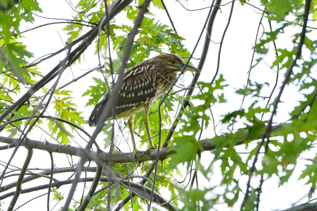 Black-crowned Night Heron - ML478561841