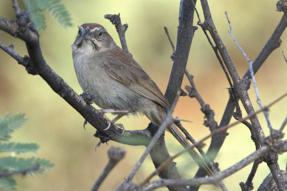 Rufous-crowned Sparrow - Kay Hawklee