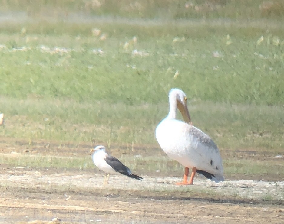 Lesser Black-backed Gull - ML478562071