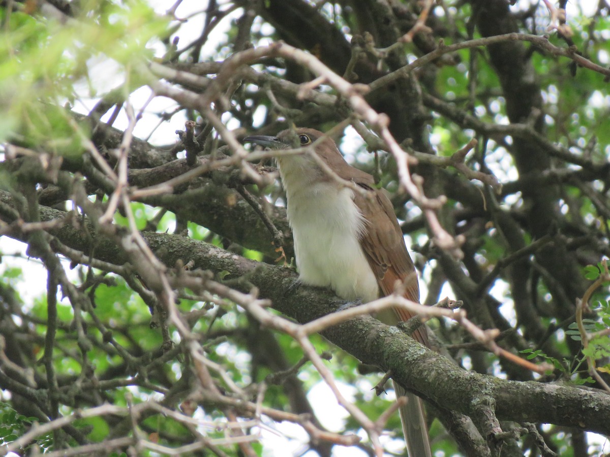 Black-billed Cuckoo - Jeffrey Bryant