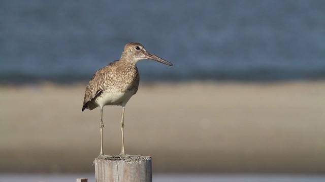 Playero Aliblanco (semipalmata) - ML478564