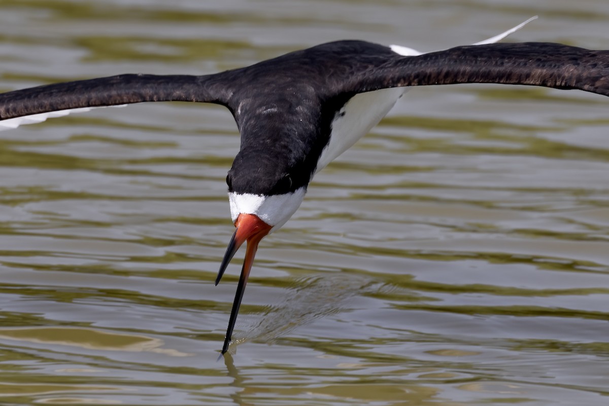 Black Skimmer - Matt Felperin