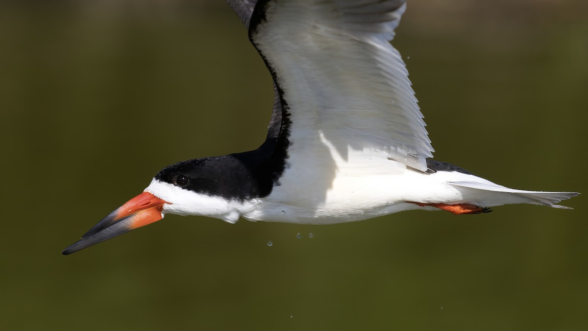 Black Skimmer - Matt Felperin