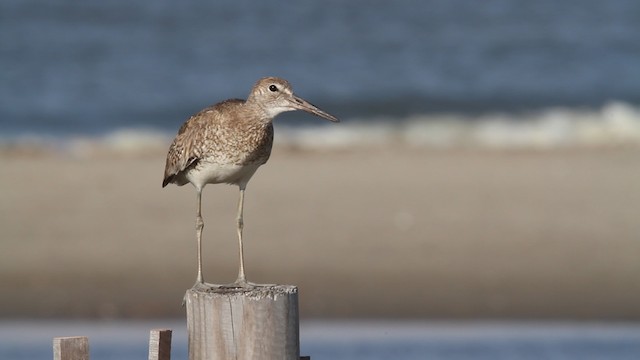 Willet - ML478565