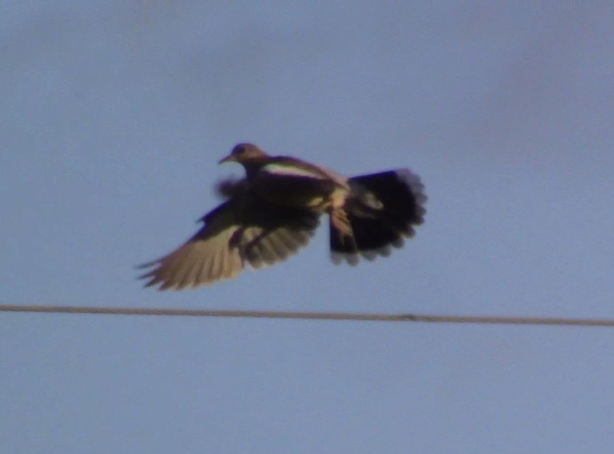 White-winged Dove - ML478565351