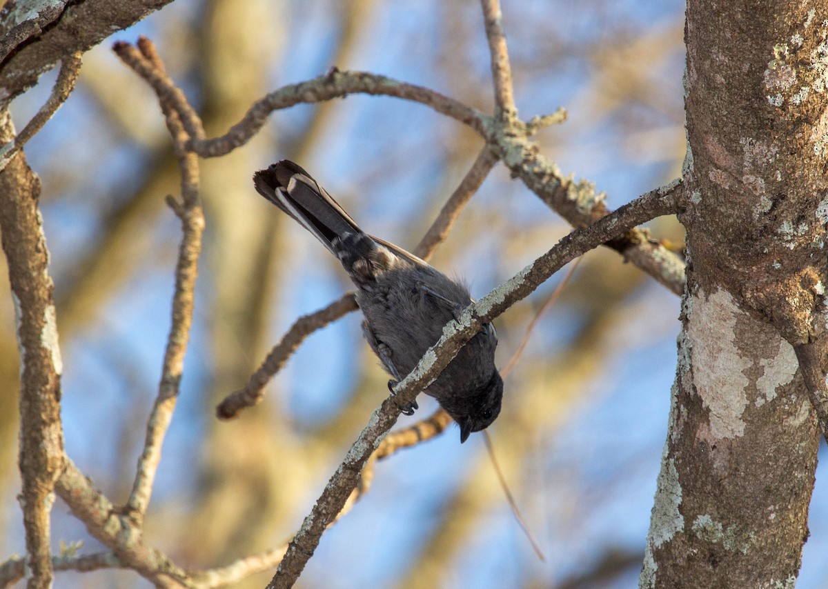 Southern Black-Tit - ML478565641