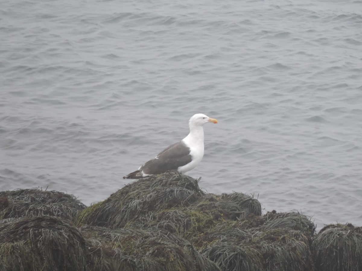 Great Black-backed Gull - ML478565701