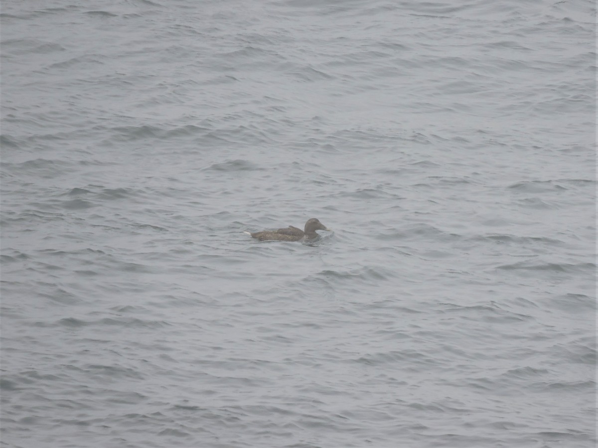 Common Eider - ML478565741