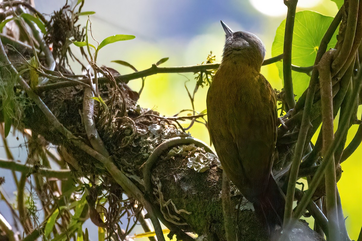 Olive Woodpecker - ML478567881