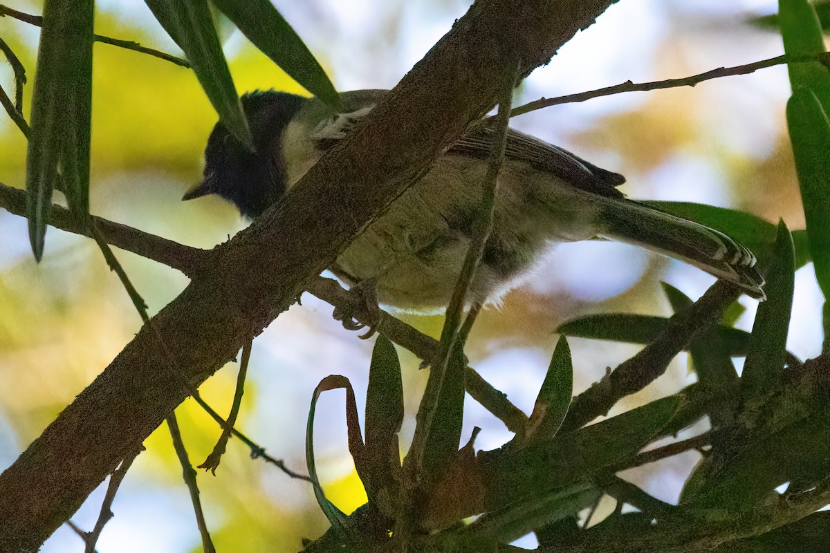 Stripe-breasted Tit - Jaap Velden