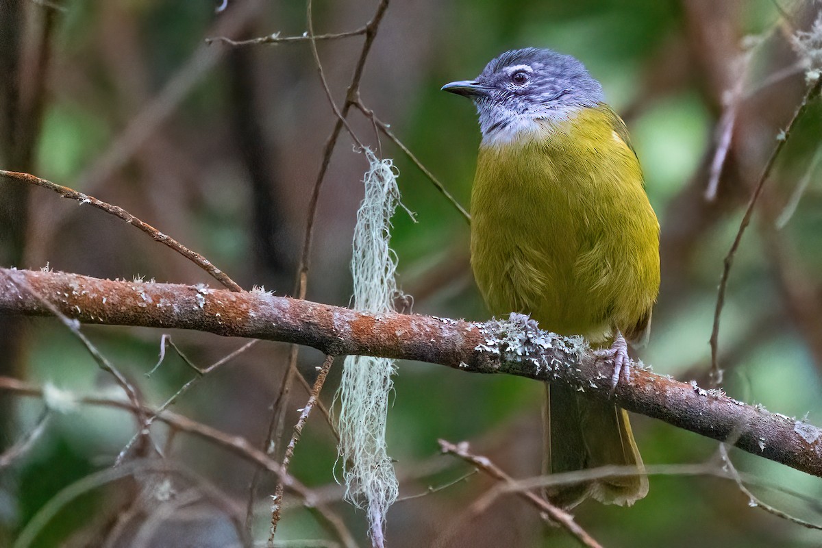 Bulbul del Kilimanjaro - ML478568321