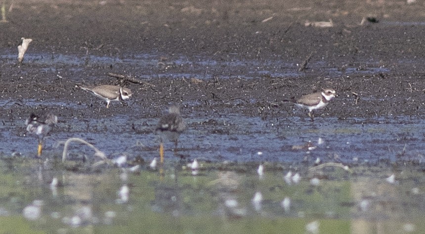 Semipalmated Plover - Alan Burger