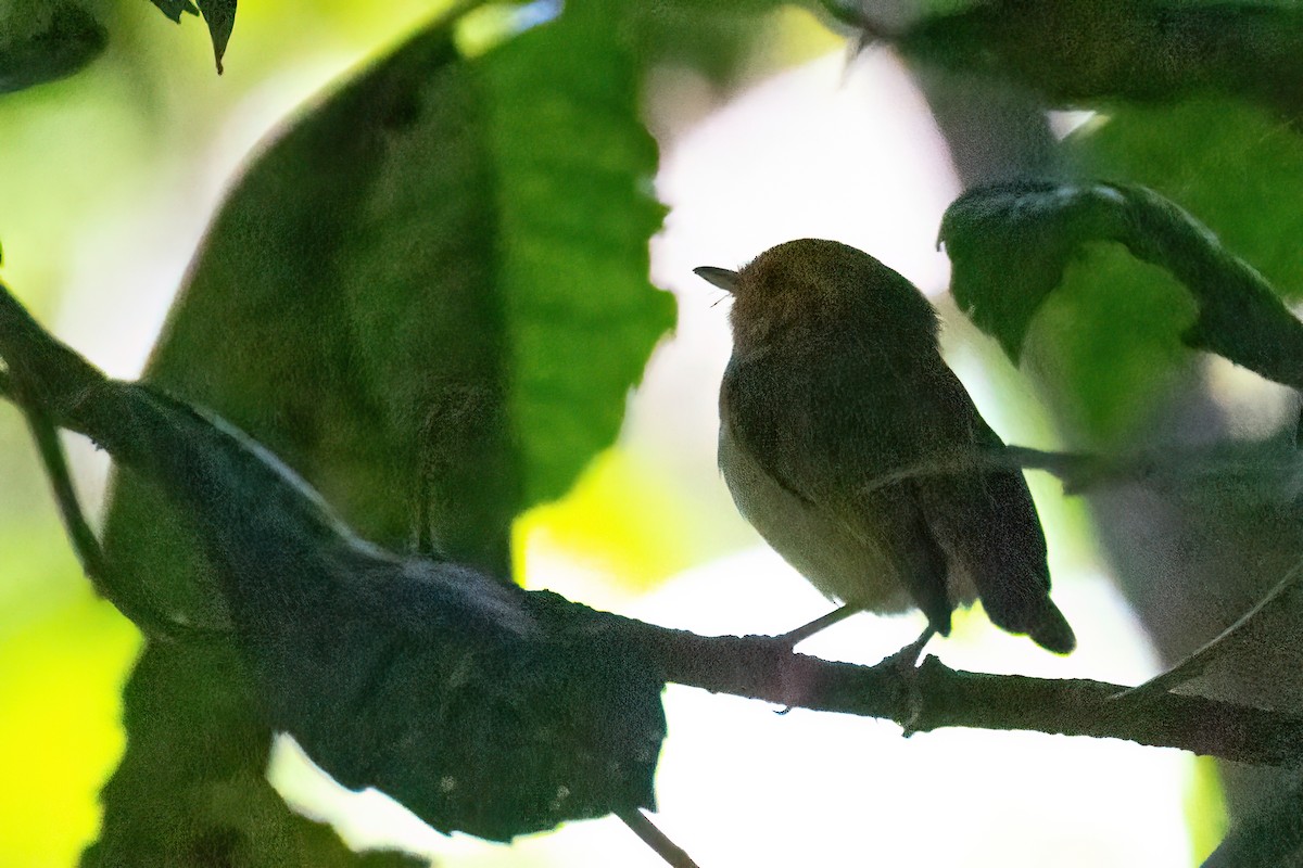 Red-faced Woodland-Warbler - Jaap Velden