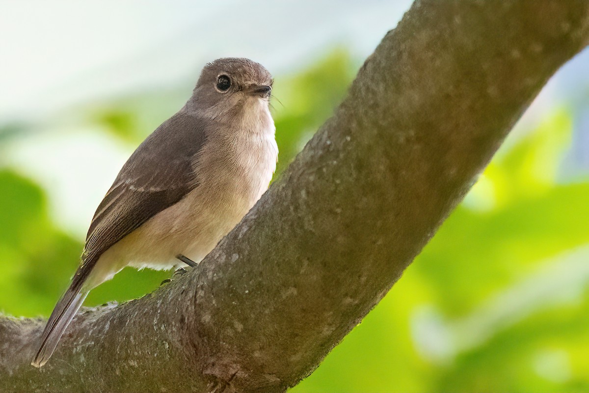 African Dusky Flycatcher - ML478568611