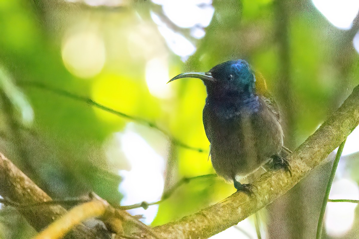 Blue-headed Sunbird - ML478568841