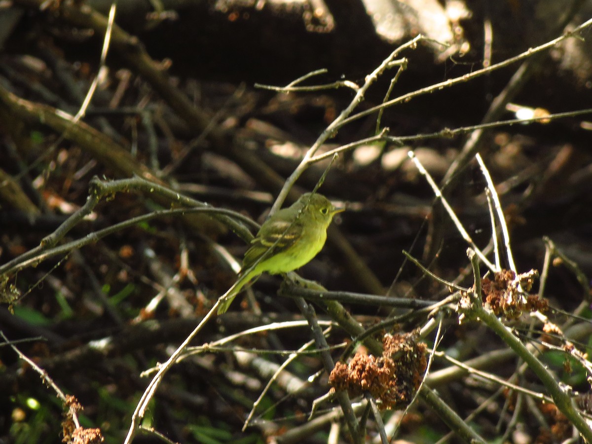 Western Flycatcher (Pacific-slope) - ML478570071