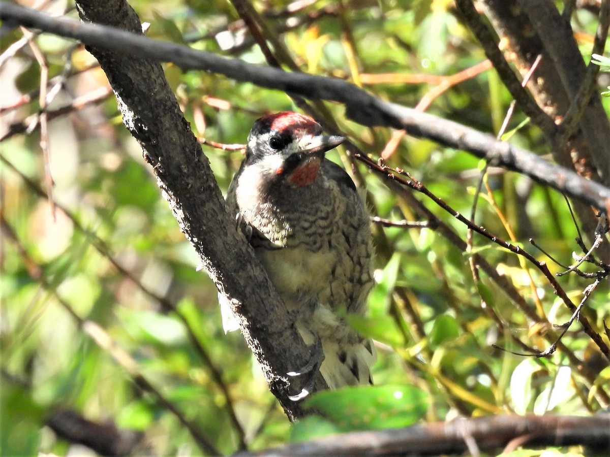 Red-naped Sapsucker - ML478570481